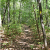 Lost Brook Trail Race 