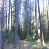Boggs Mountain Boogie