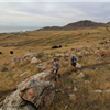 Antelope Island Buffalo Run