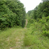 Pigeon trail