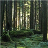 Middle Fork