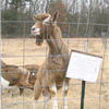 Git Yer Goat On!