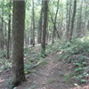 Duncan Ridge Trail