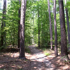 Big Woods