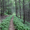 Duncan Ridge Trail