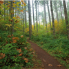 McDonald Forest 