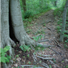 Forest Glen Trail Run