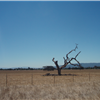 The tree of destiny