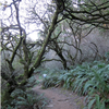 trail