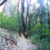 Boggs Mountain Boogie