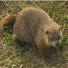 Groundhog Fall