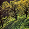 Paramount Ranch Trail Half Marathon and 10k