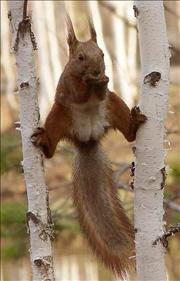 Squirrel Ruiz