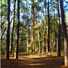 woods