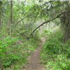 Whispering Pines Trail Run