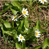 Wildfowers