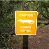 Alligators on Willow Pond Loop