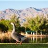 Tule Springs