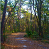 more trail