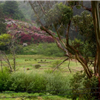 Miwok greenery