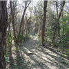 C_Trail
