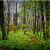 South Mountain Reservation Mayapple Ultras