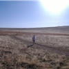 Antelope Island Buffalo Run
