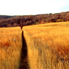 Elk 50k & Half 