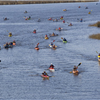 Battle on the Bayou 