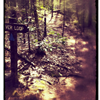 Great Brook 4