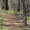 Oak Mountain