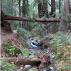stream