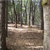 Boggs Mountain Boogie