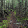Forest trail