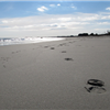 Resolution 5k Beach & Trail Race