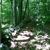 The Greenfield Trail Races