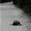 turtle running the rtt
