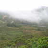 Fog at Miwok