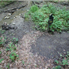 Forest Glen Trail Run