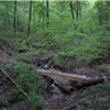 Forest Glen Trail Run