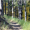 Sundance Trail Run
