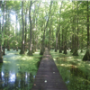 Cajun Coyote Trail Run