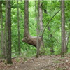 War Eagle Trail Runs