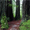 more trail