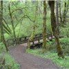 McDonald Forest 