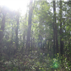Whispering Pines Trail Run