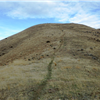 Climbing up to Cervidae Summit