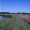 Tehama Wildflowers Trail Runs