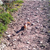ferret on course