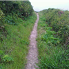 Green trails